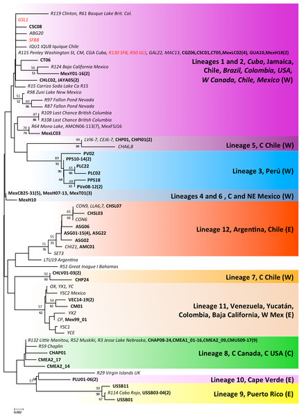 Phylogenetic relationships for native Artemia franciscana 16S haplotypes.