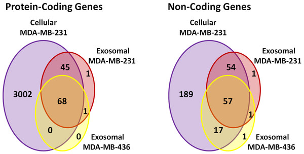 Venn diagram presents overlap among protein-coding and non-coding gene symbols in exosomes and cells.