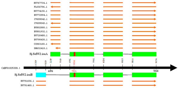 Two isoforms of S. japonicum SelW2 genes.