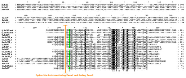 Multiple alignments of SelW proteins.