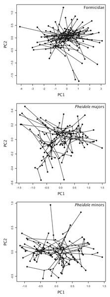 Phylomorphospaces based on PCA scores.