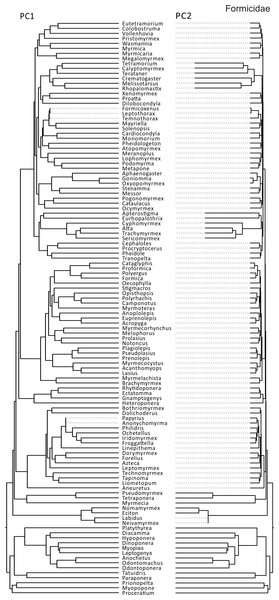 Rates of ant size and shape evolution.