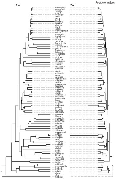 Rates of size and shape evolution in Pheidole majors.