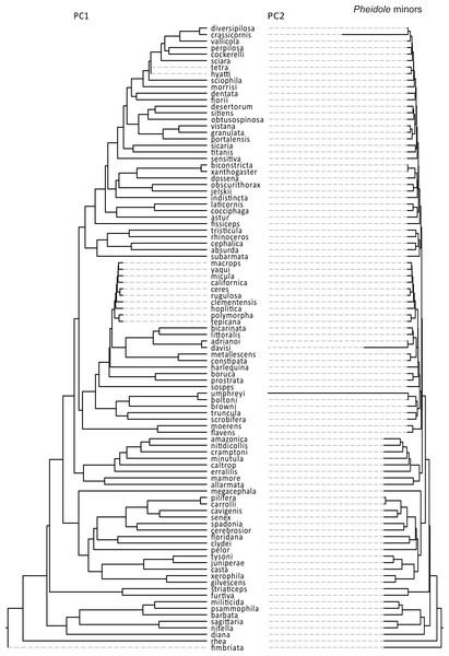 Rates of size and shape evolution in Pheidole minors.