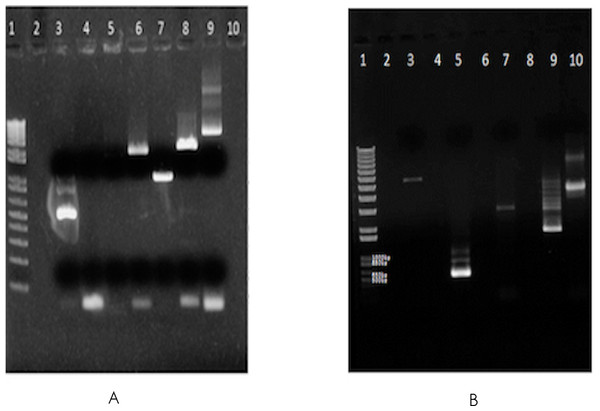 Gel images of the long range PCR products.