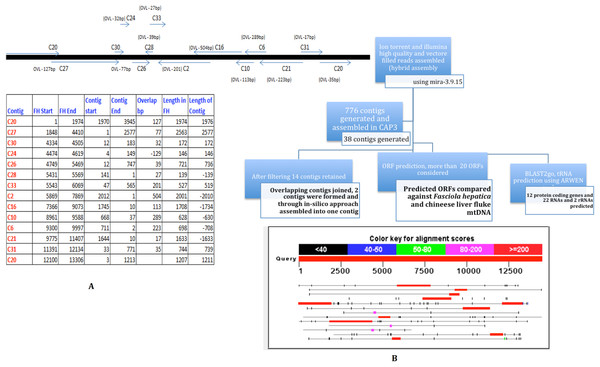 Strategy for MIRA and CAP3 Assembly for mtDNA NGS data.