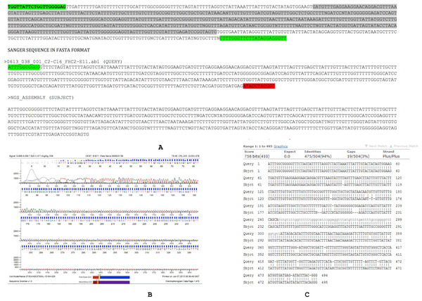 Assembly confirmation of the ∼500 nucleotide region between C2–C16.