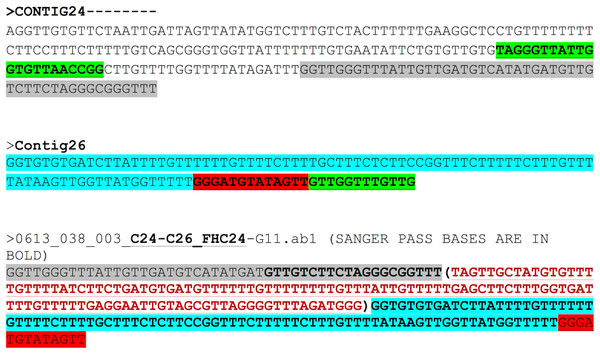 Assembly confirmation for the C24–C26 region.