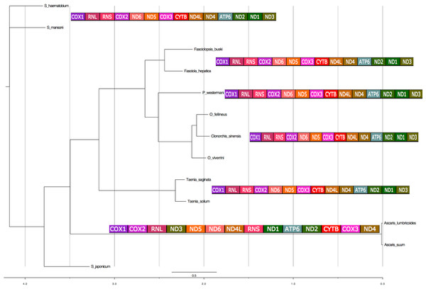 Phylogenetic analysis of the concatenated 12 protein coding genes from the platyhelminth mtDNA.