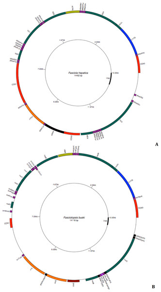 Circular genome map of Fasciola hepatica and Fasciolopsis buski.