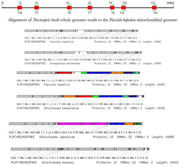 Synteny map of the representative species for the platyhelminth mtDNA.