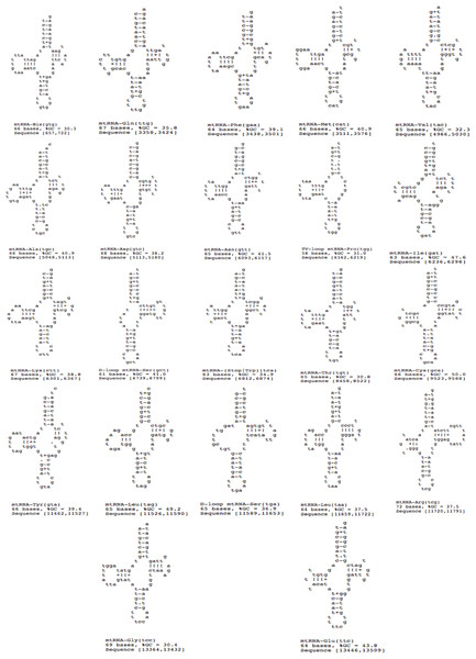 22 tRNA secondary structures predicted using ARWEN.