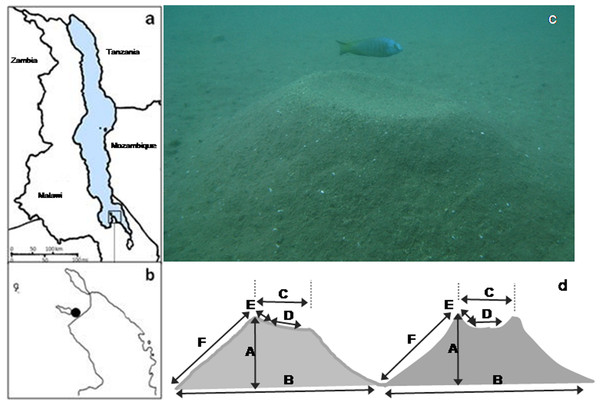 Study sites, lek location, study species and bower shapes and measurements.