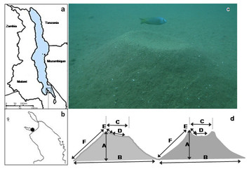 accompanying article image