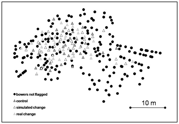 Map of lek with locations of bowers assigned to each treatment and non-flagged bowers.