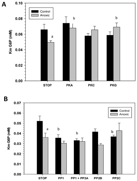 Effects of in vitro incubations to stimulate the activities of (A) protein kinases or (B) protein phosphatases on the Km G6P of G6PDH from L. littorea hepatopancreas.