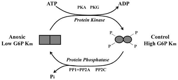 Schematic representation of L. littorea hepatopancreas G6PDH control by reversible phosphorylation between normoxic and anoxic conditions.