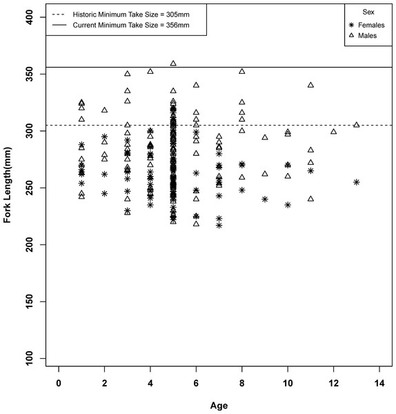 Fork length at age class for male and female spotted sand bass (Paralabrax maculatofasciatus).