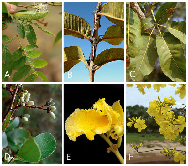 Woody plant species with extra-floral nectaries from the cerrados of Brazil.