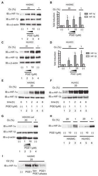 PGE1 induces HIF-1α protein accumulation in vascular-derived cells.