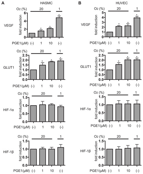 PGE1 induces HIF-1 activation and expression of its downstream genes.