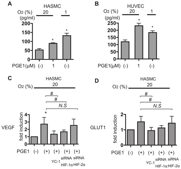 PGE1 induces VEGF secreation in an HIF-1α-dependent manner.