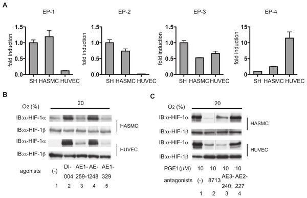 Differential involvement of EP receptors in PGE1-induced HIF-1α protein accumulation.