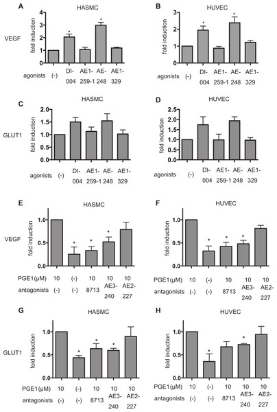 Differential involvement of EP receptors in PGE1-induced HIF-1 activation.