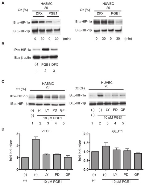 Effect of PGE1 on stability and synthesis of HIF-1α.