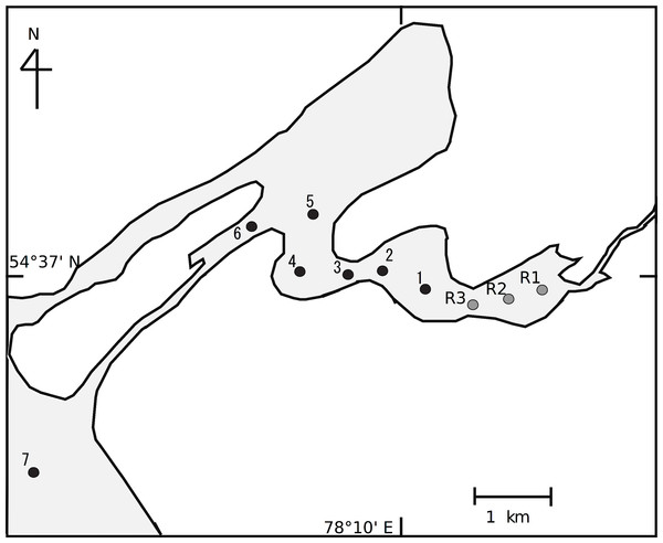 Sampling stations in the littoral transition zone between an inflowing river, the Kargat River, and Lake Chany in western Siberia.