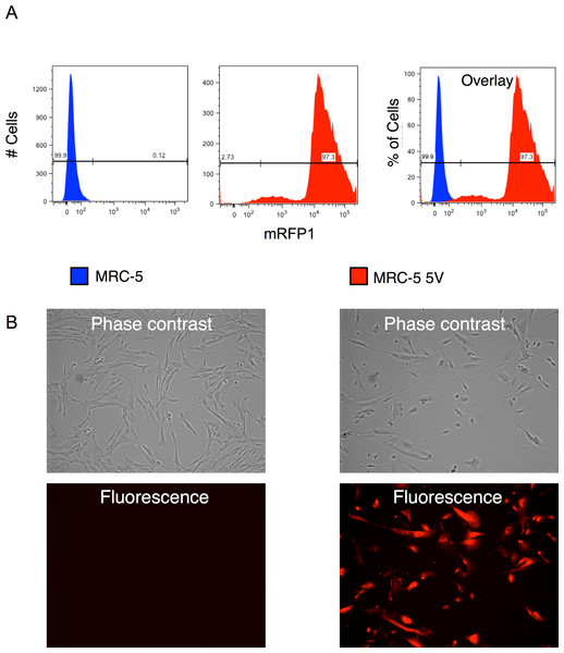Efficiency of transduction of MRC-5 fibroblasts by RF vector cocktail.