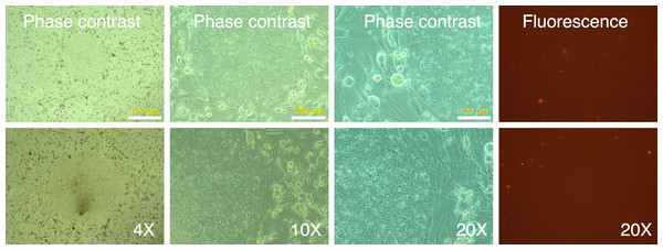 Cloned IPSC-like colonies retain mRFP1-negative phenotype.