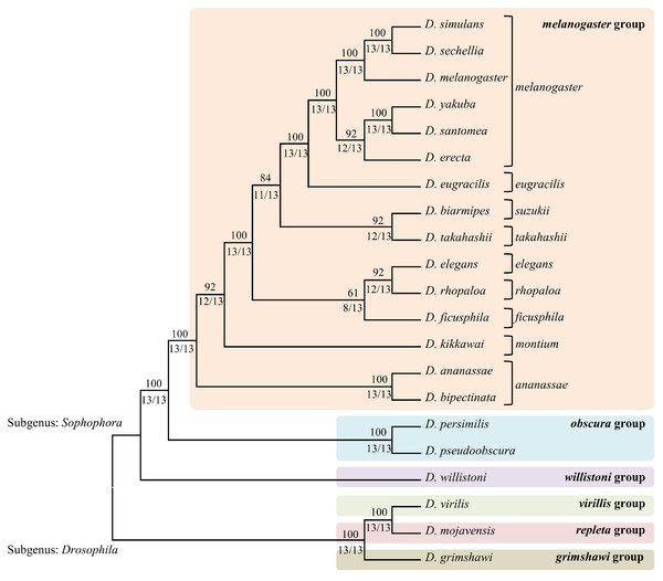 The consensus phylogenetic tree obtained by combining the trees obtained for each of the 13 enzymes.
