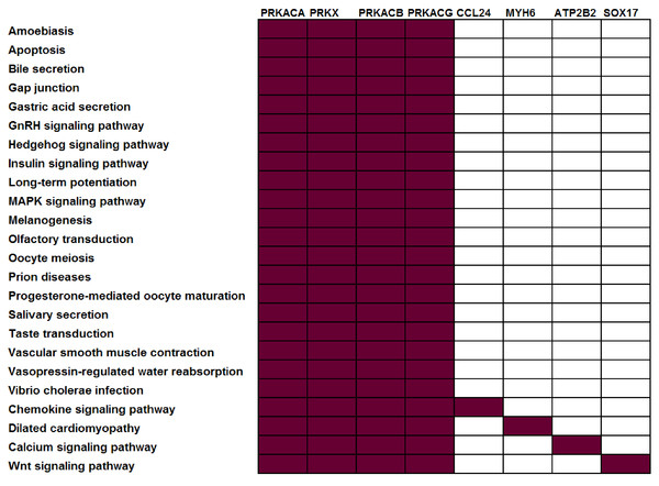 Not all genes have the same power to distinguish between different pathways.