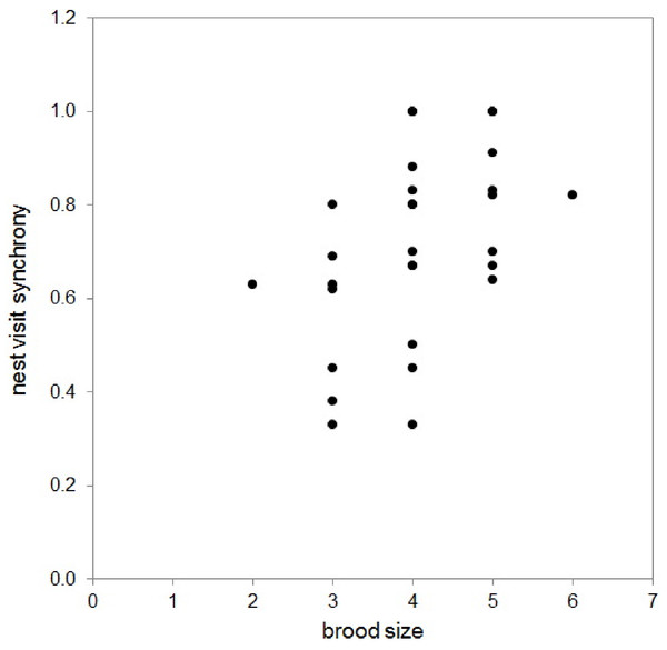 The correlation between brood size (at hatching) and nest visit synchrony in 29 pairs of long-tailed finch parents while feeding their nestlings (Pearson correlation = 0.47, N = 29, P = 0.011).