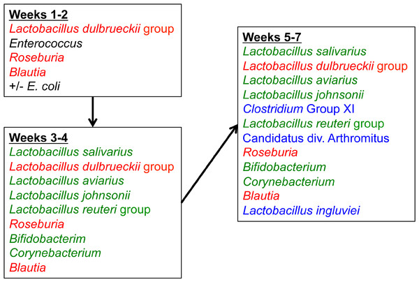 Temporal succession of bacteria in the turkey ileum.