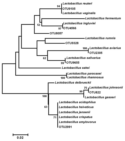 Dendrogram of operational taxonomic units (OTUs) with similarity to Lactobacillus.