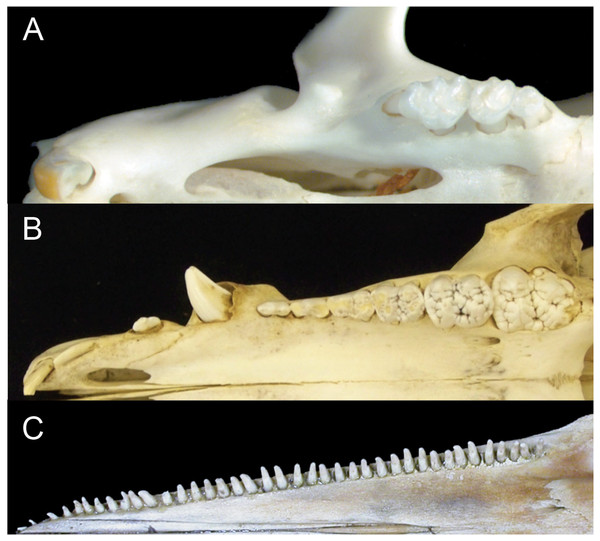 Comparison of mammalian dental patterns showing the differences in regionalization of tooth morphology.