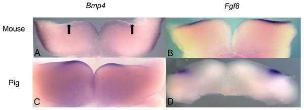 Comparison of Bmp4 and Fgf8 expression in mouse and pig using in situ hybridization.