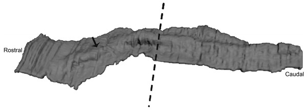 Three-dimensional reconstruction of histological sections of the developing dolphin maxillary arch (LACM 94750).