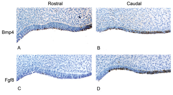 The presence of BMP4 and FGF8 protein during the oral epithelial thickening stage using immunohistochemistry on dolphin embryos (LACM 95670).