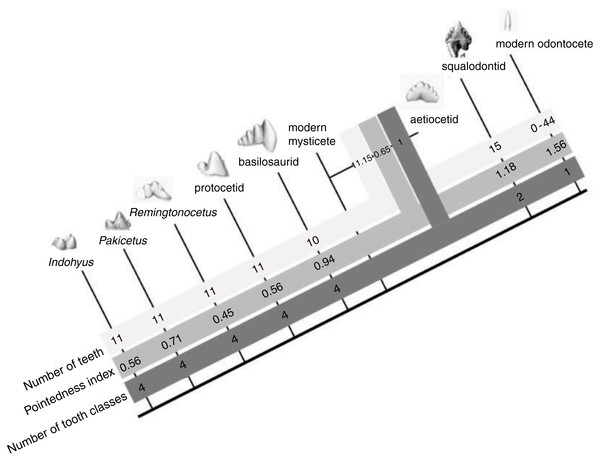 The evolution of cetacean tooth morphology.