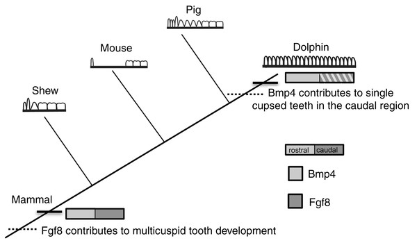 Mammalian tooth class development.