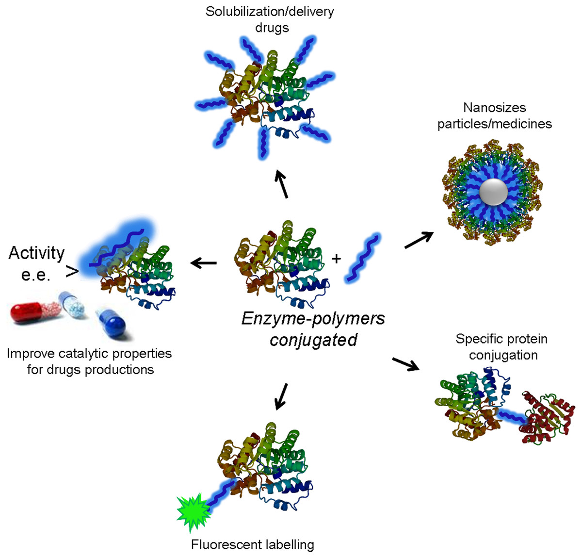 polymer of protein