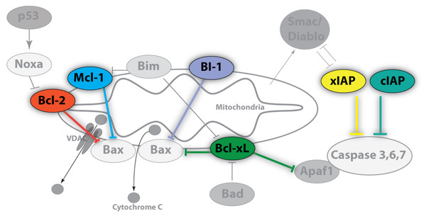 Image of anti-apoptotic proteins at the mitochondrial membrane.