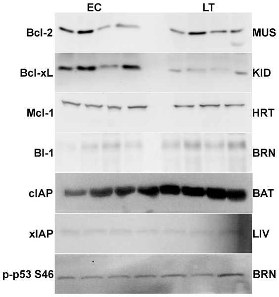 Representative Western blots for extracts from each tissue are shown.