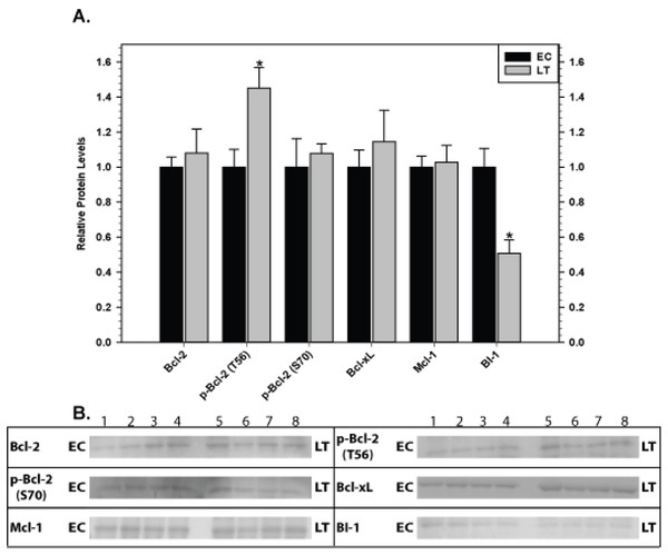Levels of mitochondria-associated pro-survival proteins in brown adipose tissue of euthermic (EC) and torpid (LT) thirteen-lined ground squirrels.
