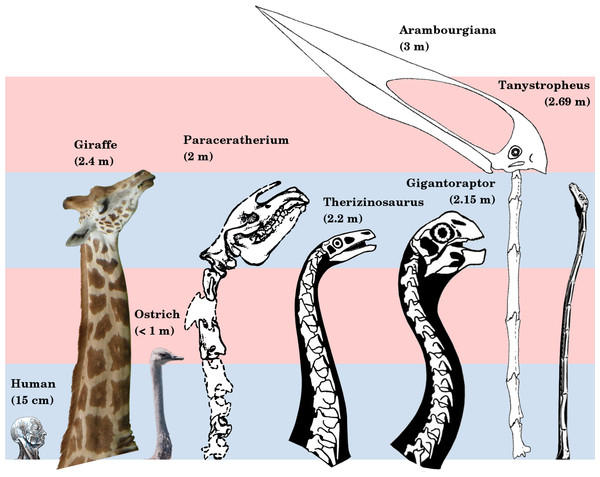 Necks of long-necked non-sauropods, to scale.