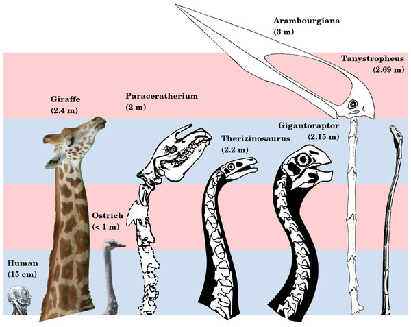 longest neck dinosaur name