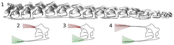 Real and speculative muscle attachments in sauropod cervical vertebrae.
